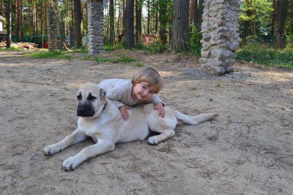 Gampra (Armenia Wolfhound) với một đứa trẻ