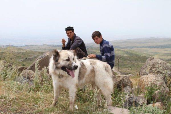 Gampra (chó săn Armenia) ở vùng núi