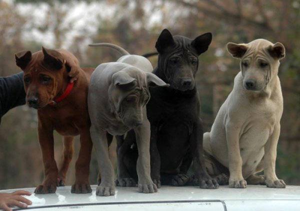 bốn loại chó xoáy Thái