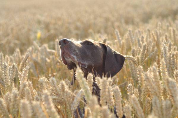 Kurzhaar trên cánh đồng