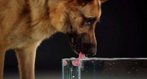Một con chó nên uống bao nhiêu nước?