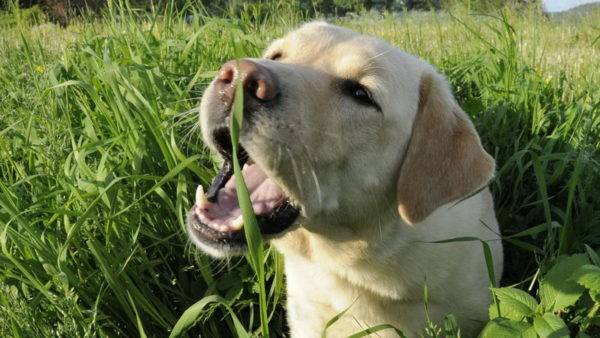 Chó ăn cỏ