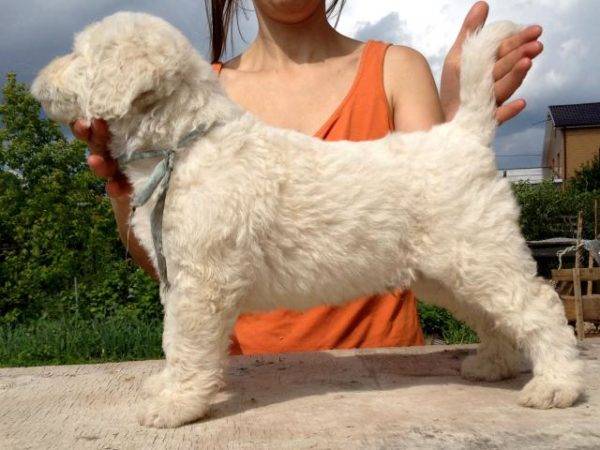 Chó con Komondor
