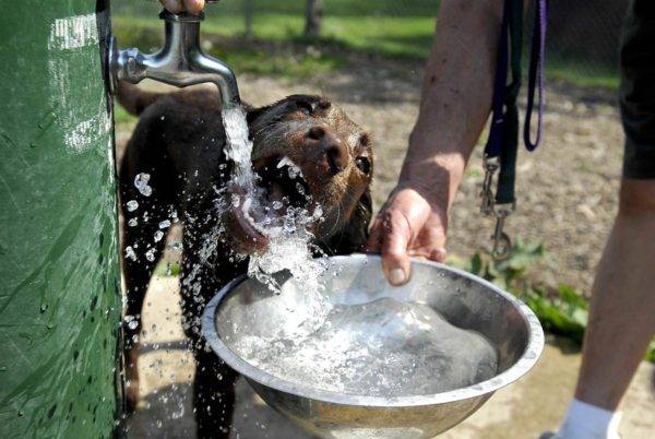 Tăng khát tự nhiên ở chó