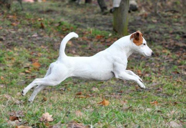 Parson Russell Terrier trong rừng