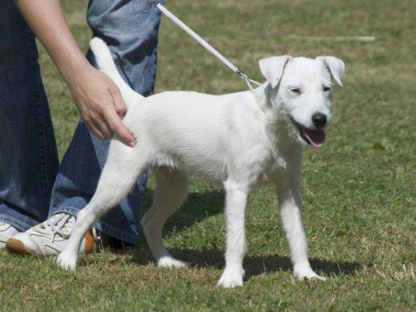 Parson Russell Terrier trắng