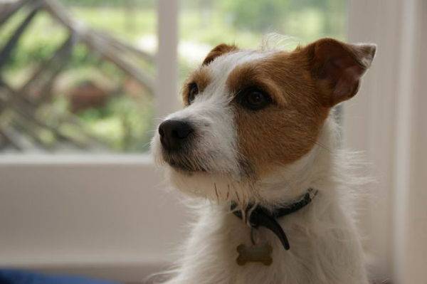 Parson Russell Terrier đẹp trai