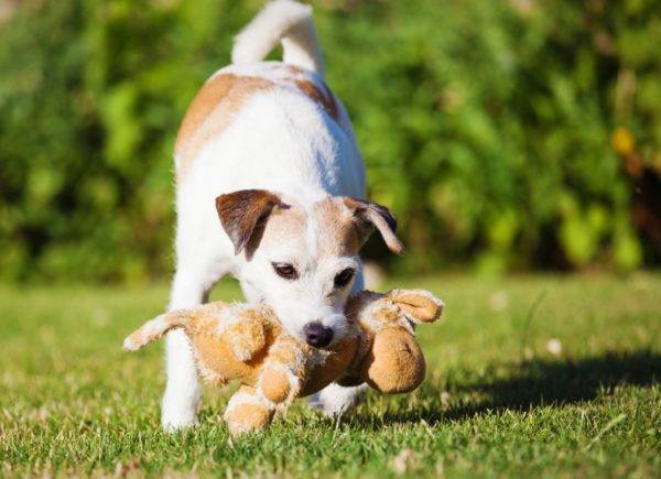 Parson Russell Terrier với một món đồ chơi