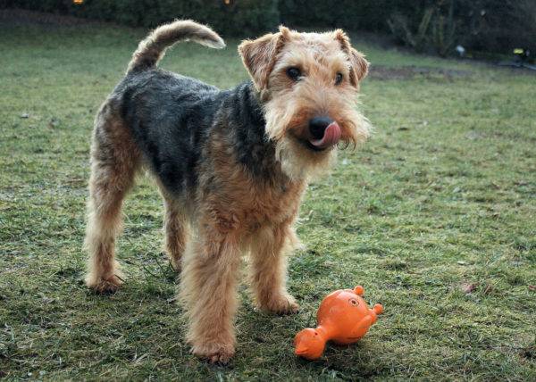 Welsh Terrier với một món đồ chơi