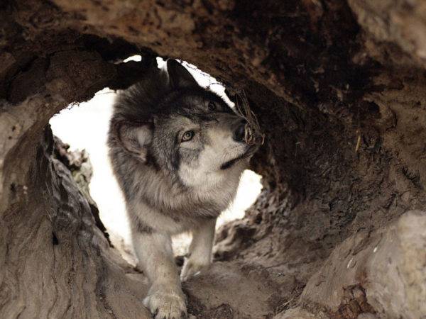 Chó sói sarlos trong hang