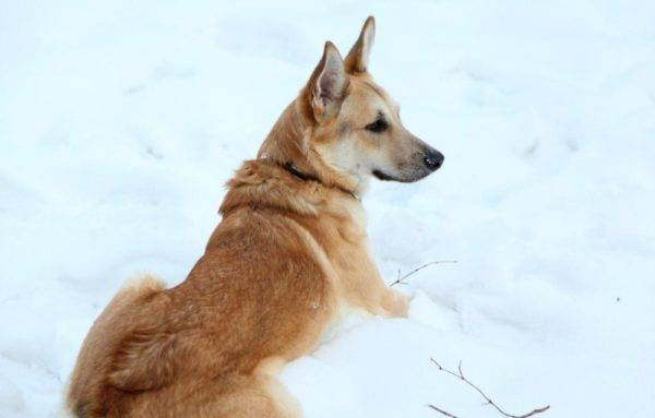 Chó sói của sarlos trong tuyết