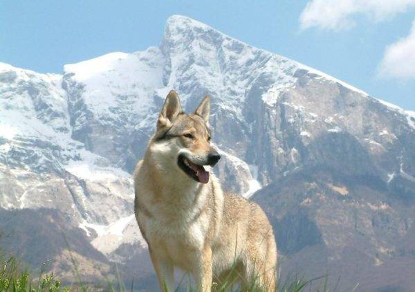Chó sói Sarlos trên núi