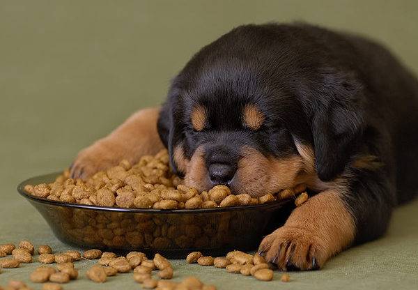 Bao nhiêu thức ăn khô để cho chó