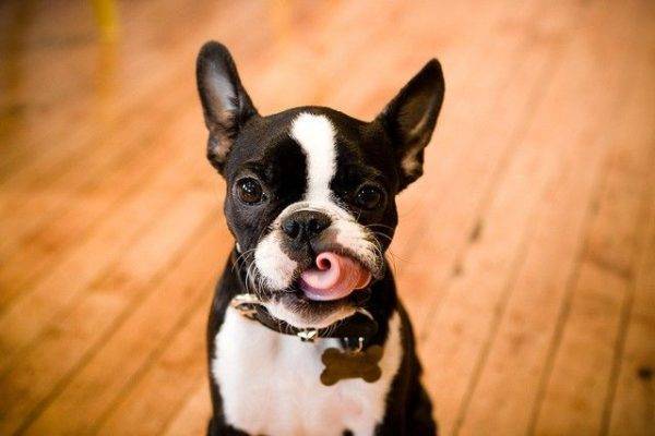 Khuôn mặt dễ thương của Boston Terrier