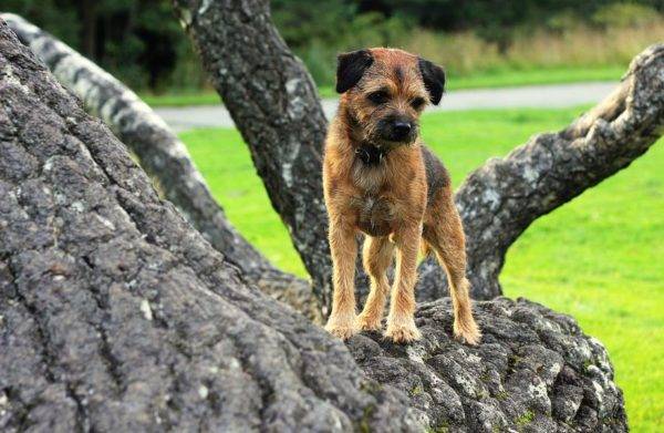 Border Terrier trên cây