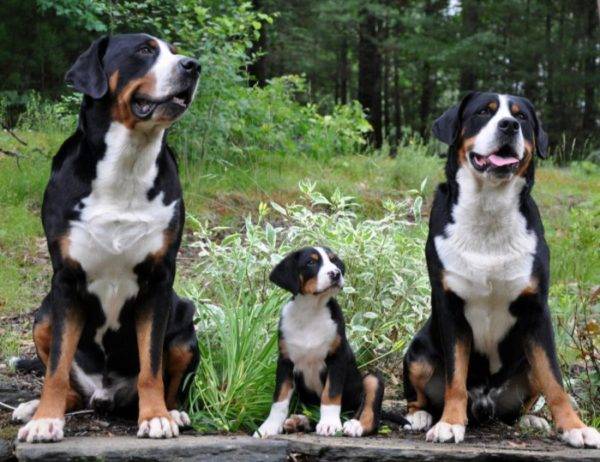 Đại gia đình chó núi Thụy Sĩ
