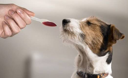 Làm thế nào để cho một con chó một loại thuốc lỏng