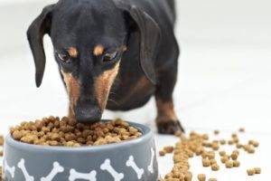 Cách chuyển chó sang thức ăn khô