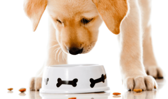 Làm thế nào để hiểu rằng thức ăn khô phù hợp với con chó