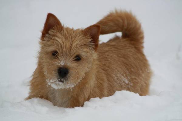 Chó sục Terrier vào mùa đông