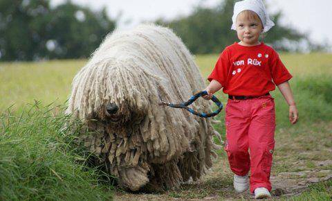 Huấn luyện chăn cừu Hungary