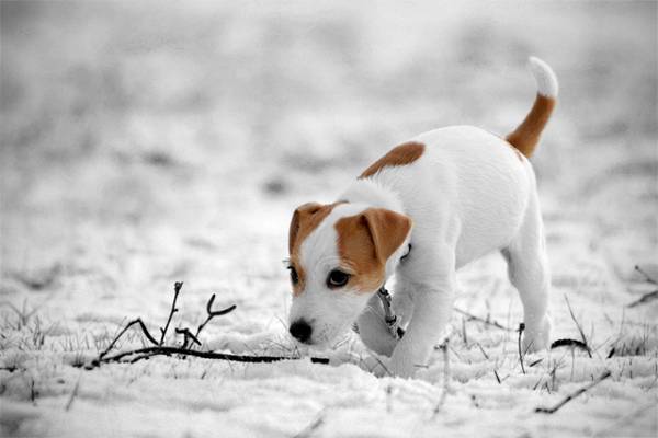Parson Russell Terrier vào mùa đông