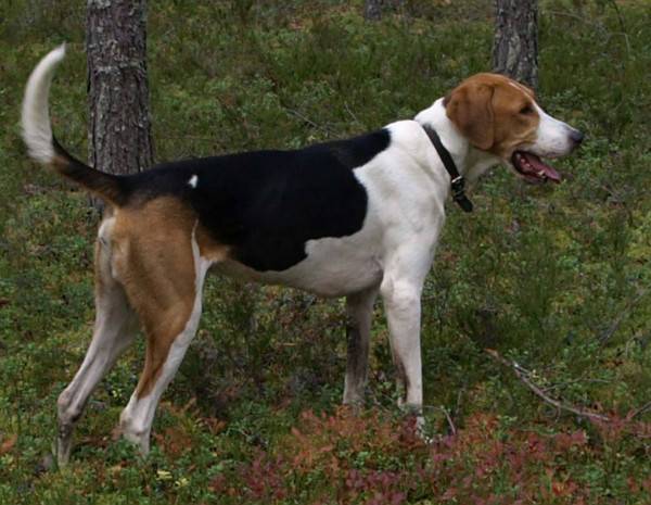 Chó săn pinto Nga trong rừng