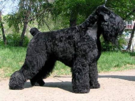 Chó sục đen Nga sau