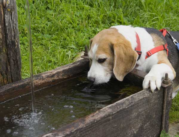 Chó uống nước