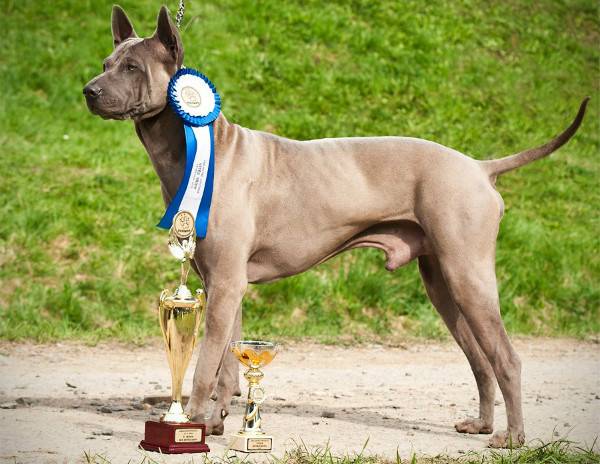 Chó xoáy Thái Lan với giải thưởng