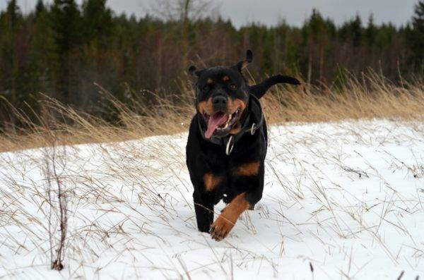 Rottweiler chạy trong tuyết