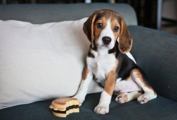beagle trên đi văng