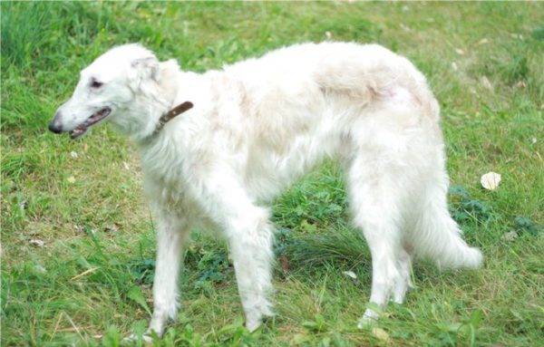 Chó săn trắng Nga