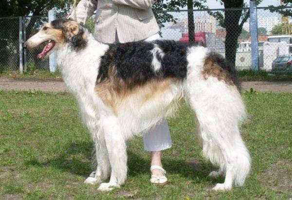 Canine Greyhound Chubarai của Nga