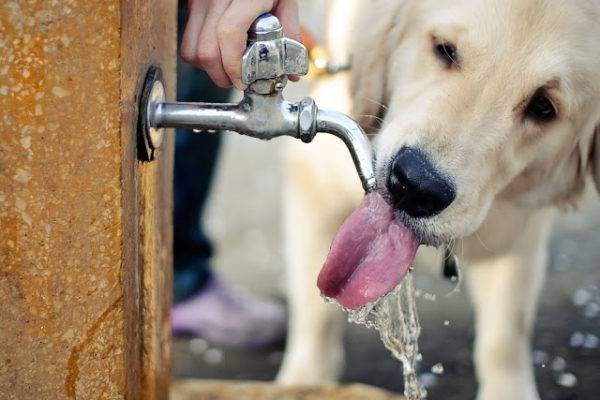 chó uống nước