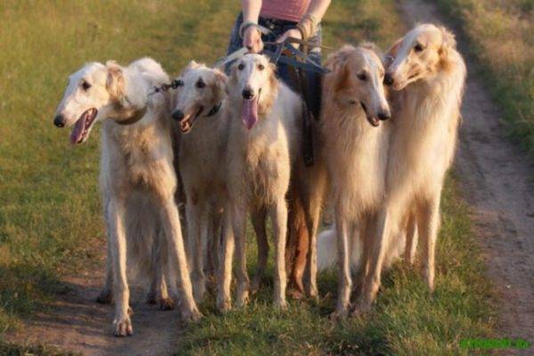 nhiều con chó borzoi của Nga trong lĩnh vực này