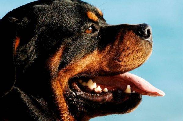 Rottweiler mở miệng