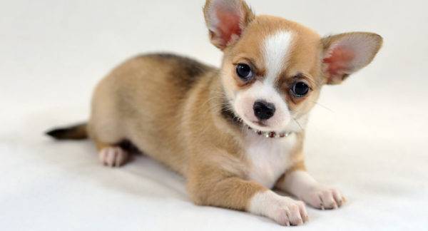 Chihuahua mịn màng