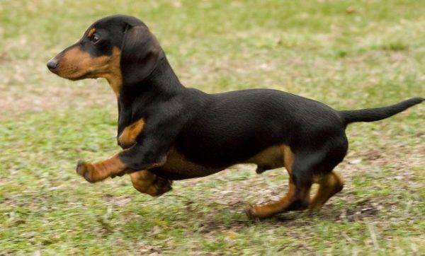 dachshund đen với vàng nâu
