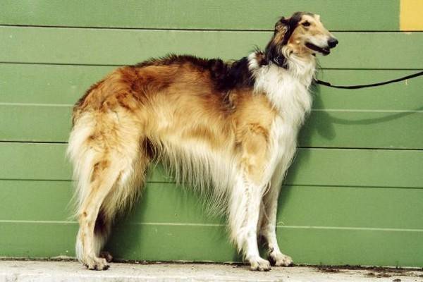 Chó lông xám Nga màu Murugi
