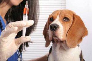 beagle tại bác sĩ thú y