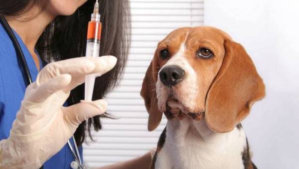 beagle tại bác sĩ thú y
