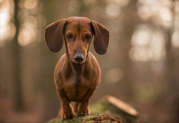 dachshund với đôi tai lớn