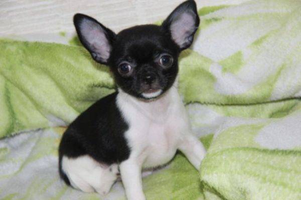 Chihuahua trắng và đen
