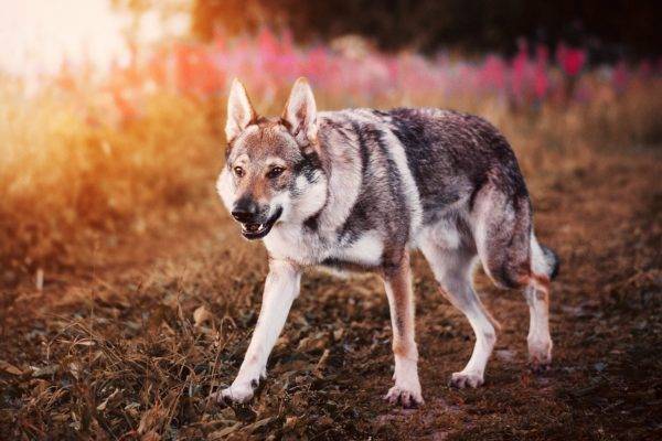 Chó sói Tiệp Khắc trên một nền tảng đẹp