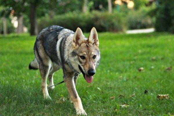 Chó sói Tiệp Khắc trong công viên