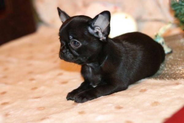 Chihuahua đơn sắc đen