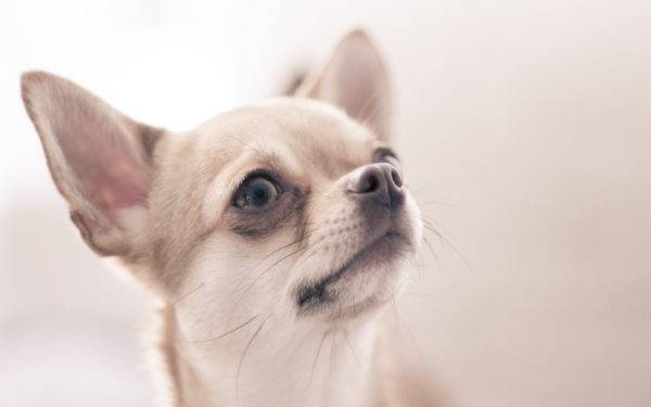 Chihuahua mõm