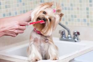 Cách chải răng cho chó của bạn