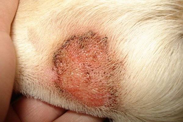 Bệnh ngoài da ở chó